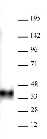 BMI-1 antibody (mAb) tested by Western blot. 20 ug of K562 cell nuclear extract was run on SDS-PAGE and probed with BMI-1 antibody at 0.5 ug/ml. For optimal results, we recommend the addition of 0.05% Tween 20 to all blocking solutions to reduce background.