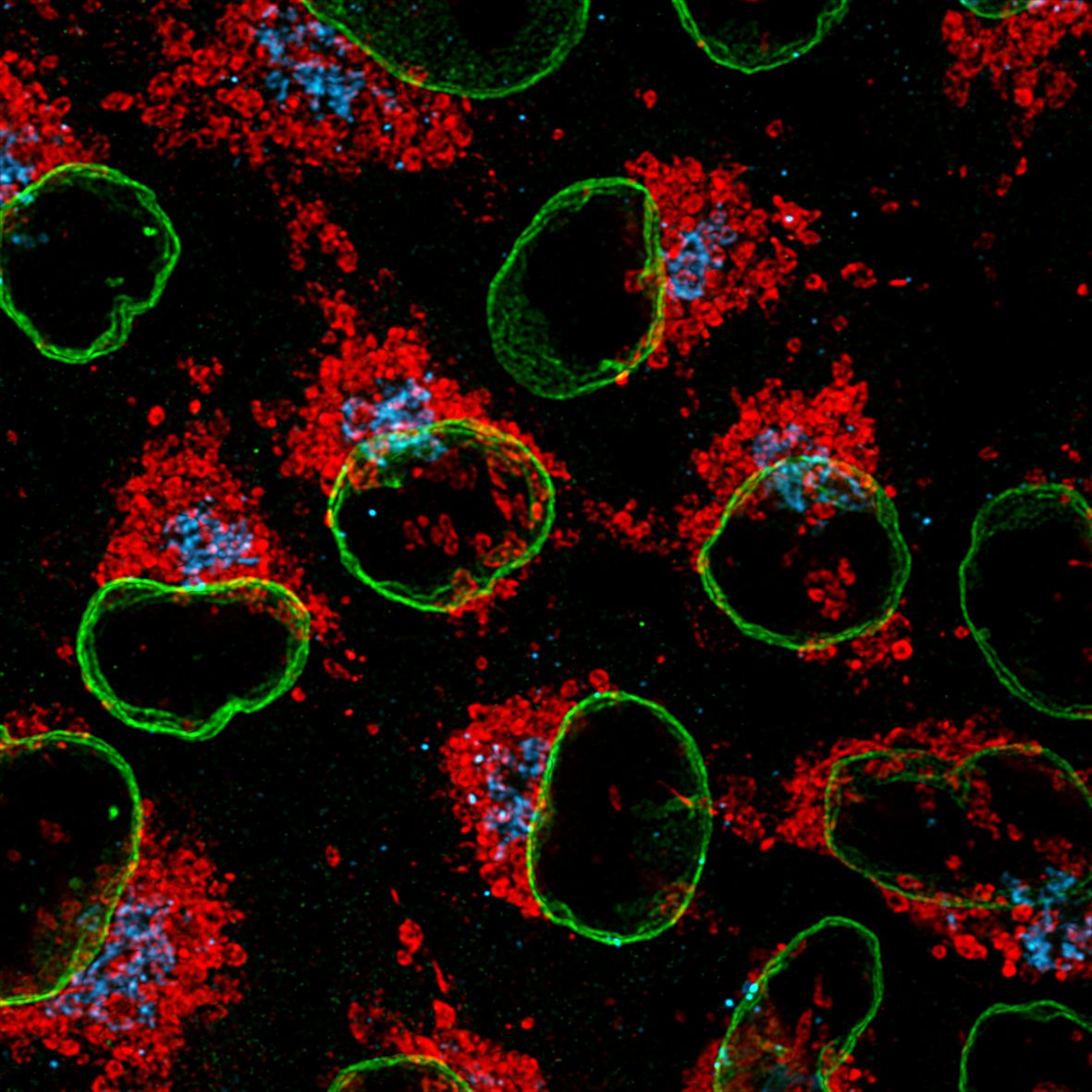 Immunofluorescence of HeLa: PFA-fixed HeLa cells were stained with anti-Lamin B1 (66095-1-Ig) labeled with FlexAble CoraLite® 488 Kit (KFA021, green), anti-HSP60 (66041-1-Ig) labeled with FlexAble CoraLite Plus 550 Kit (KFA022, red) and anti-GORASP2 (66627-1-Ig) labeled with FlexAble CoraLite Plus 650 Kit (KFA023, cyan).​ Confocal images were acquired with a 100x oil objective and post-processed. Images were recorded at the Core Facility Bioimaging at the Biomedical Center, LMU Munich.