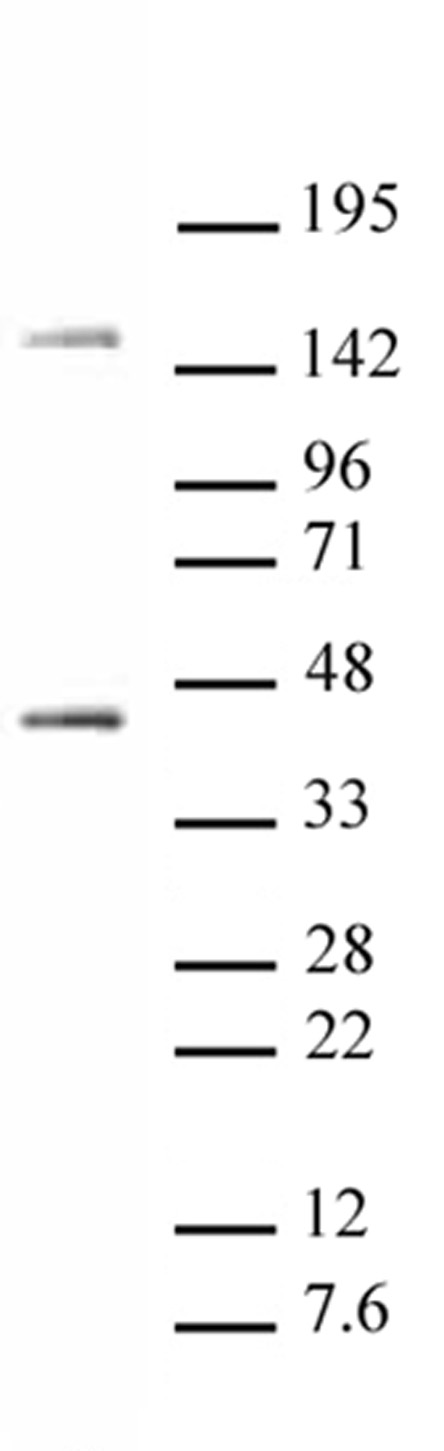 Oct-4 antibody tested by Western blot. Detection of Oct-4 by Western blot. P19 cell nuclear extract (25 ug) probed with Oct-4 antibody (pab) (1:1,000 dilution).