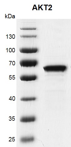 Recombinant AKT2 protein gel 10% SDS-PAGE Coomassie staining MW: 60.6 kDa Purity: ≥90%
