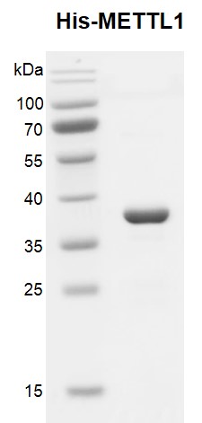 Recombinant METTL1, His- Tag, protein gel. 12.5% SDS-PAGE gel, stained with Coomassie blue. MW: 35 kDa Purity: ≥ 95%	