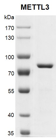 Recombinant METTL3 protein gel. Recombinant METTL3 protein was run on an 8% SDS-PAGE gel and stained with Coomassie Blue. MW: 65.5 kDa Purity: > 95%