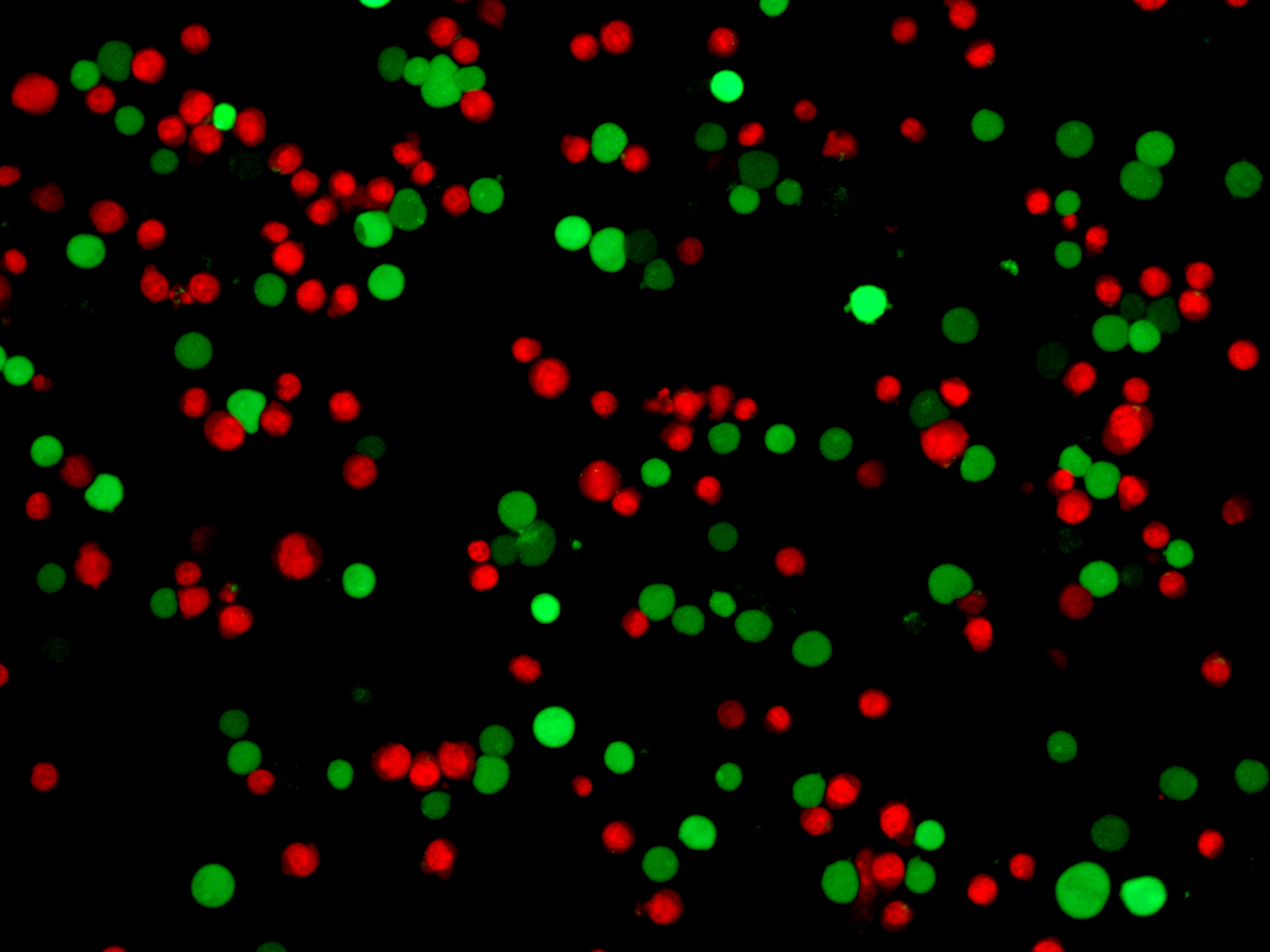Cell: Jurkat；
Green: Calcein AM；
Red: PI.