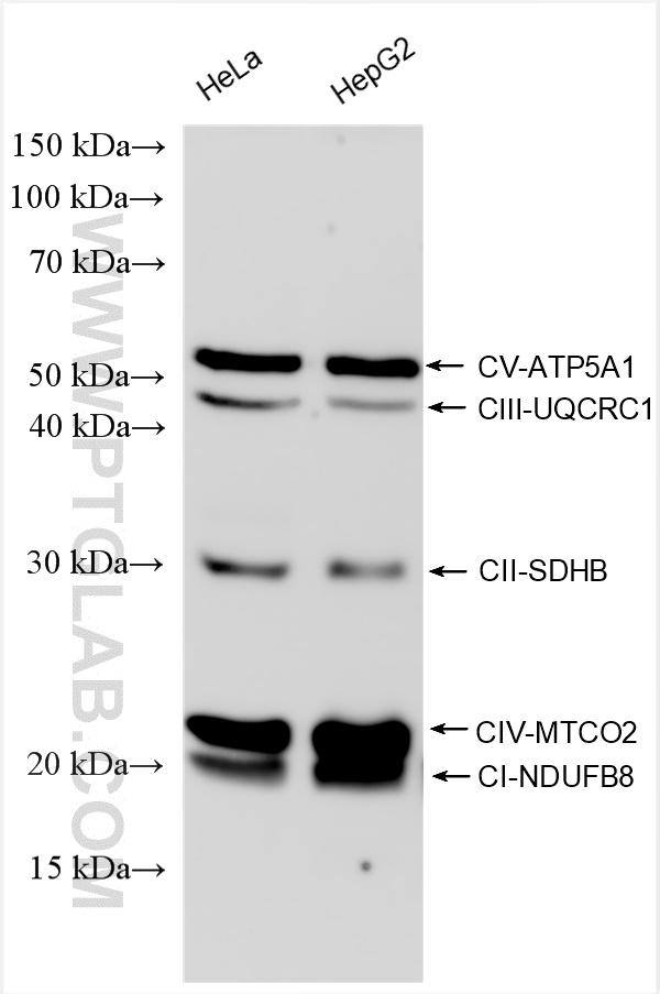 Various lysates were subjected to SDS PAGE followed by western blot with PK30006 (OXPHOS Cocktail (Human recommended)) at dilution of 1:4000 incubated at room temperature for 1 hours.