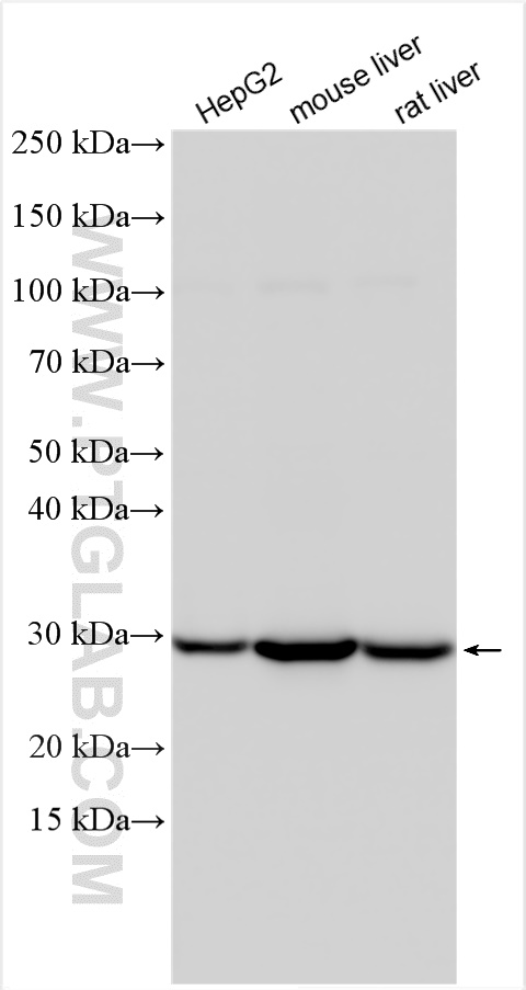 Various lysates were subjected to SDS PAGE followed by western blot with 10620-1-AP (SDHB antibody) at dilution of 1:16000 incubated at room temperature for 1.5 hours.