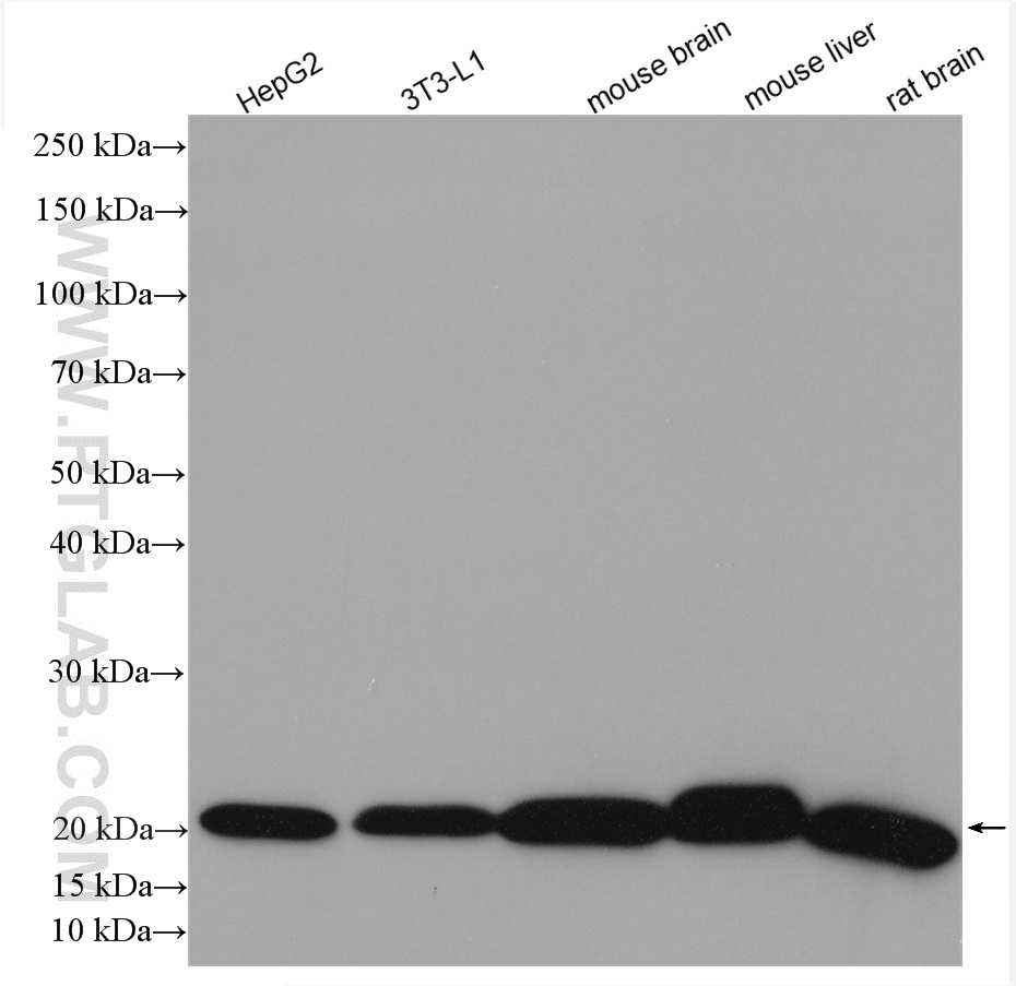 Various lysates were subjected to SDS PAGE followed by western blot with 14794-1-AP (NDUFB8 antibody) at dilution of 1:10000 incubated at room temperature for 1.5 hours.
