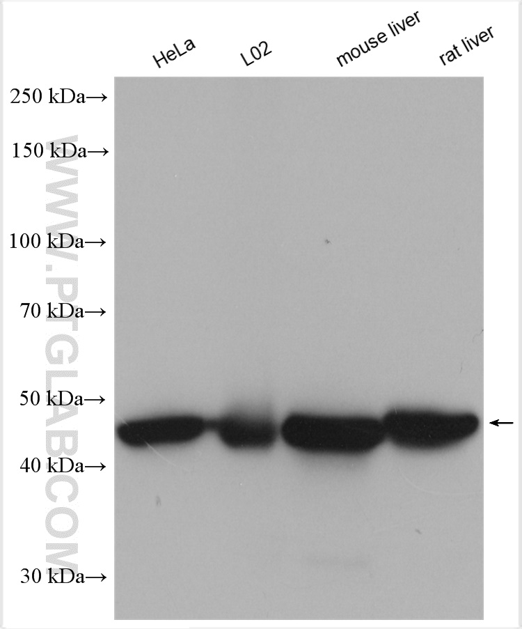 Various lysates were subjected to SDS PAGE followed by western blot with 21705-1-AP (UQCRC1 antibody) at dilution of 1:4000 incubated at room temperature for 1.5 hours.
