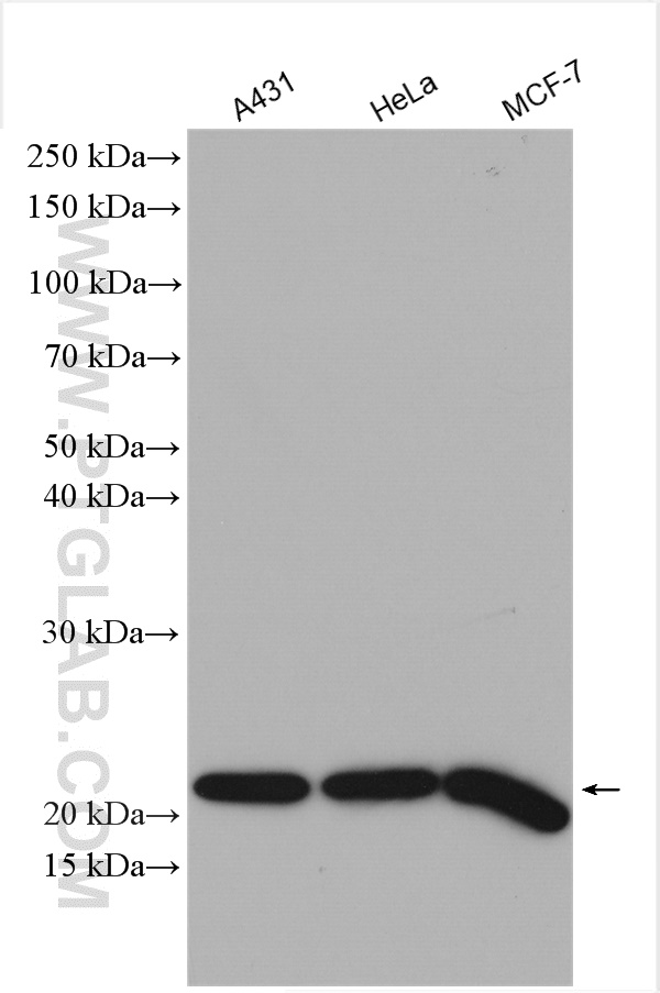 Various lysates were subjected to SDS PAGE followed by western blot with 55070-1-AP (MTCO2 antibody) at dilution of 1:6000 incubated at room temperature for 1.5 hours.