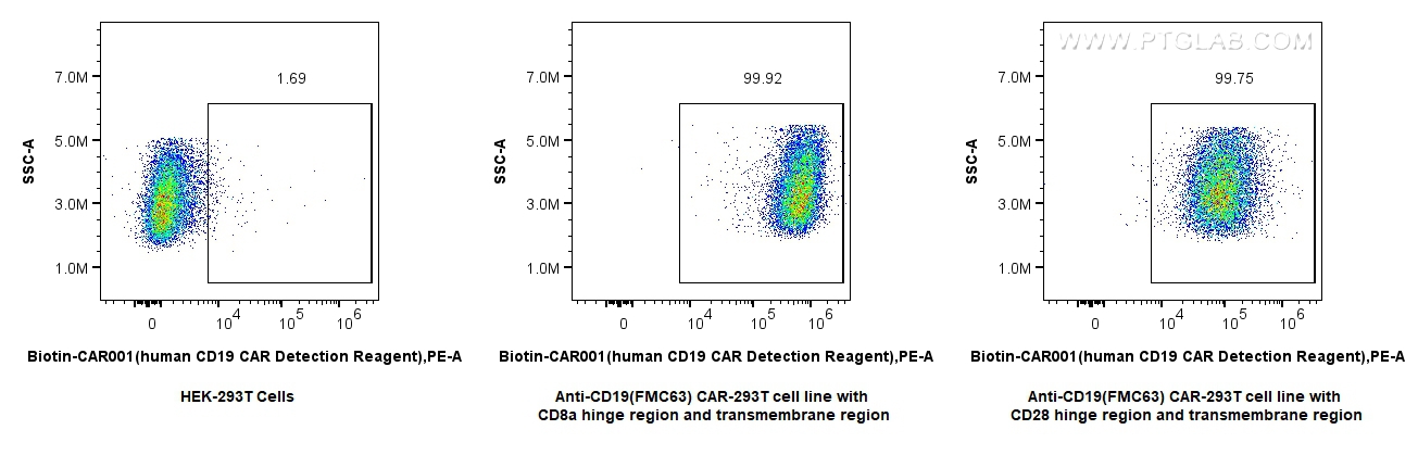 1x10^6 HEK-293T cells or anti-CD19 (FMC63) CAR pool with CD28 or CD8 hinge region and transmembrane region transfected HEK-293T cells were surface stained with 0.25 ug FcZero-CAR™ Biotin-CD19 CAR Detection Reagent, Human (Biotin-CAR001) and PE Streptavidin (Cat.No. PF00021). Cells were not fixed.