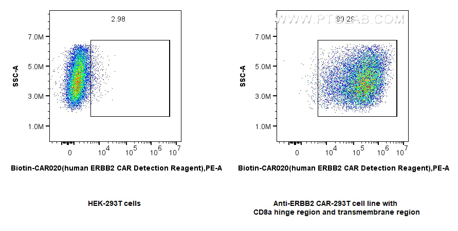 1x10^6 HEK-293 cells or anti-HER2/ErbB2 CAR pool with CD8a hinge region and transmembrane region transfected HEK-293 cells were surface stained with 0.25 ug FcZero-CAR™ Biotin-HER2/ErbB2 CAR Detection Reagent, Human (Biotin-CAR020) and Streptavidin-PE Conjugate (PE-PF00030). Cells were not fixed. 1x10^6 HEK-293 cells or anti-HER2/ErbB2 CAR pool with CD8a hinge region and transmembrane region transfected HEK-293 cells were surface stained with 0.25 ug FcZero-CAR™ Biotin-HER2/ErbB2 CAR Detection Reagent, Human (Biotin-CAR020) and Streptavidin-PE Conjugate (PE-PF00030). Cells were not fixed.