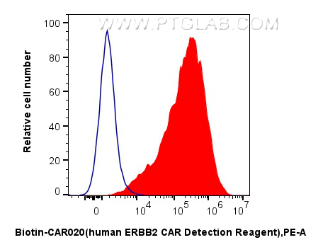 1x10^6 HEK-293 cells (blue) or anti-HER2/ErbB2 CAR pool with CD8a hinge region and transmembrane region transfected HEK-293 cells (red) were surface stained with 0.25 ug FcZero-CAR™ Biotin-HER2/ErbB2 CAR Detection Reagent, Human (Biotin-CAR020) and Streptavidin-PE Conjugate (PE-PF00030). Cells were not fixed. 1x10^6 HEK-293 cells (blue) or anti-HER2/ErbB2 CAR pool with CD8a hinge region and transmembrane region transfected HEK-293 cells (red) were surface stained with 0.25 ug FcZero-CAR™ Biotin-HER2/ErbB2 CAR Detection Reagent, Human (Biotin-CAR020) and Streptavidin-PE Conjugate (PE-PF00030). Cells were not fixed.