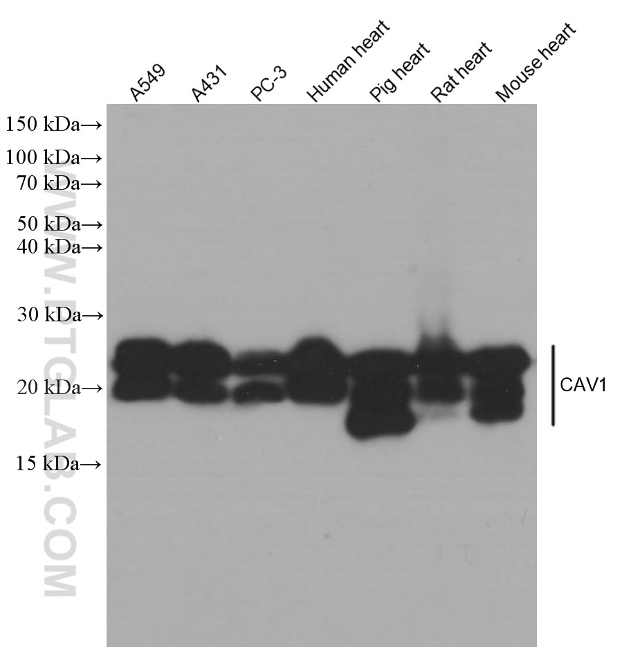 Caveolin 1 antibody 66067 1 ig proteintech