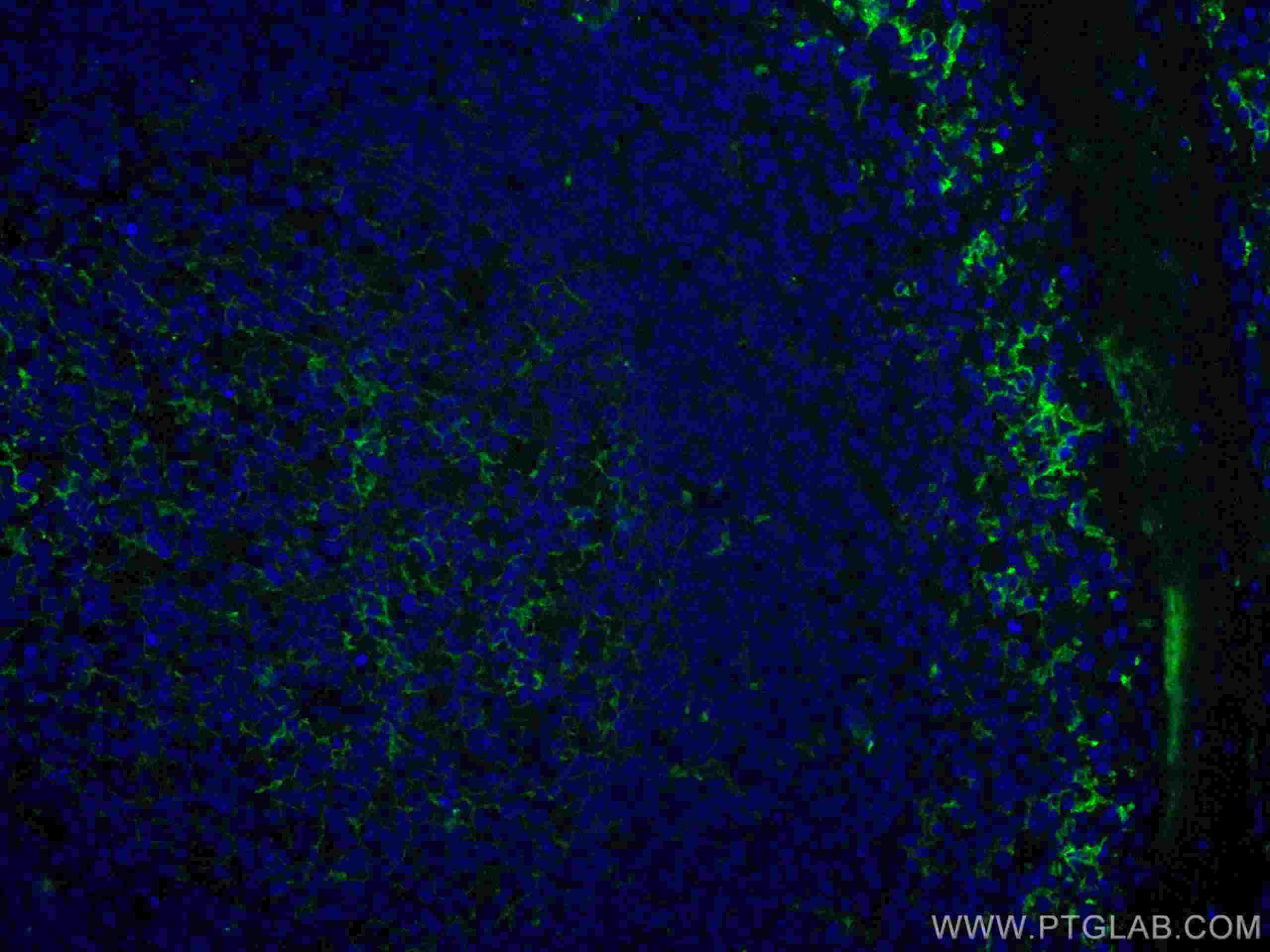 CD14 Antibody CL488 17000 Proteintech cd14-antibody-cl488-17000-proteintech