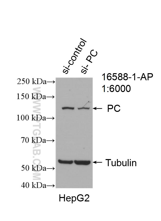 pyruvatecarboxylasepolyclonalantibody