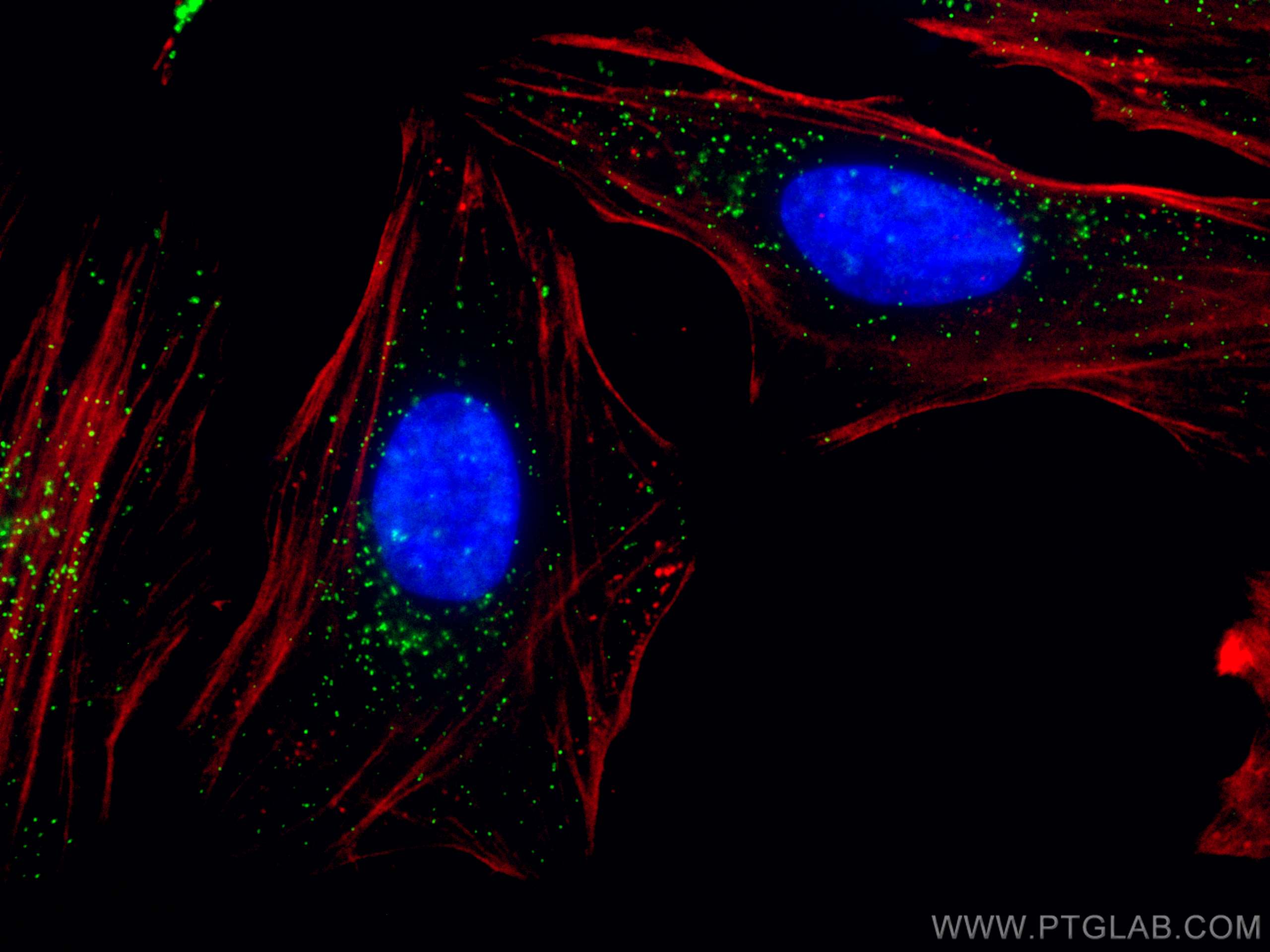 PEX14 Antibody CL488 10594 Proteintech pex14-antibody-cl488-10594-proteintech