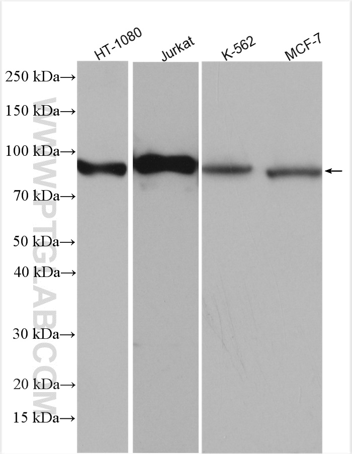 Cd71 Antibody 2 Ap Proteintech