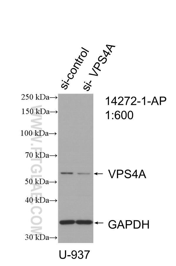 VPS4A Antibody 14272-1-AP | Proteintech