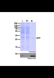 The immunoprecipitation (IP) validation of GFP with ChromoTek's GFP-Trap Agarose beads