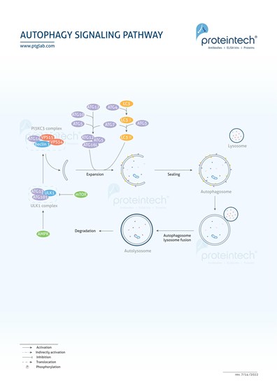 Autophagy Pathway