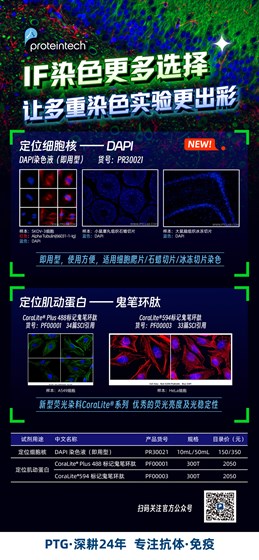 DAPI染色液&鬼笔环肽