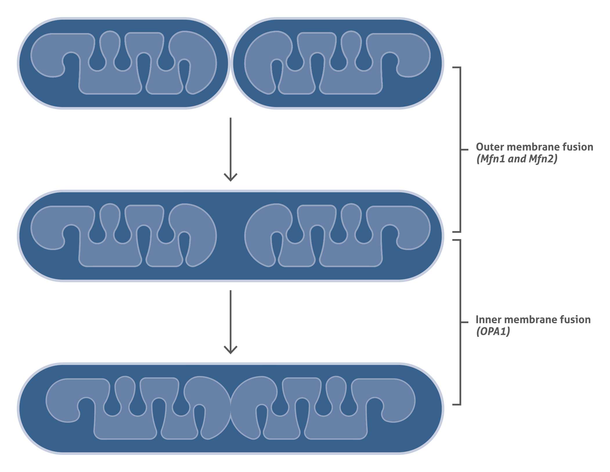 Mitochondria Center of Cellular Signaling and Energetic Balance