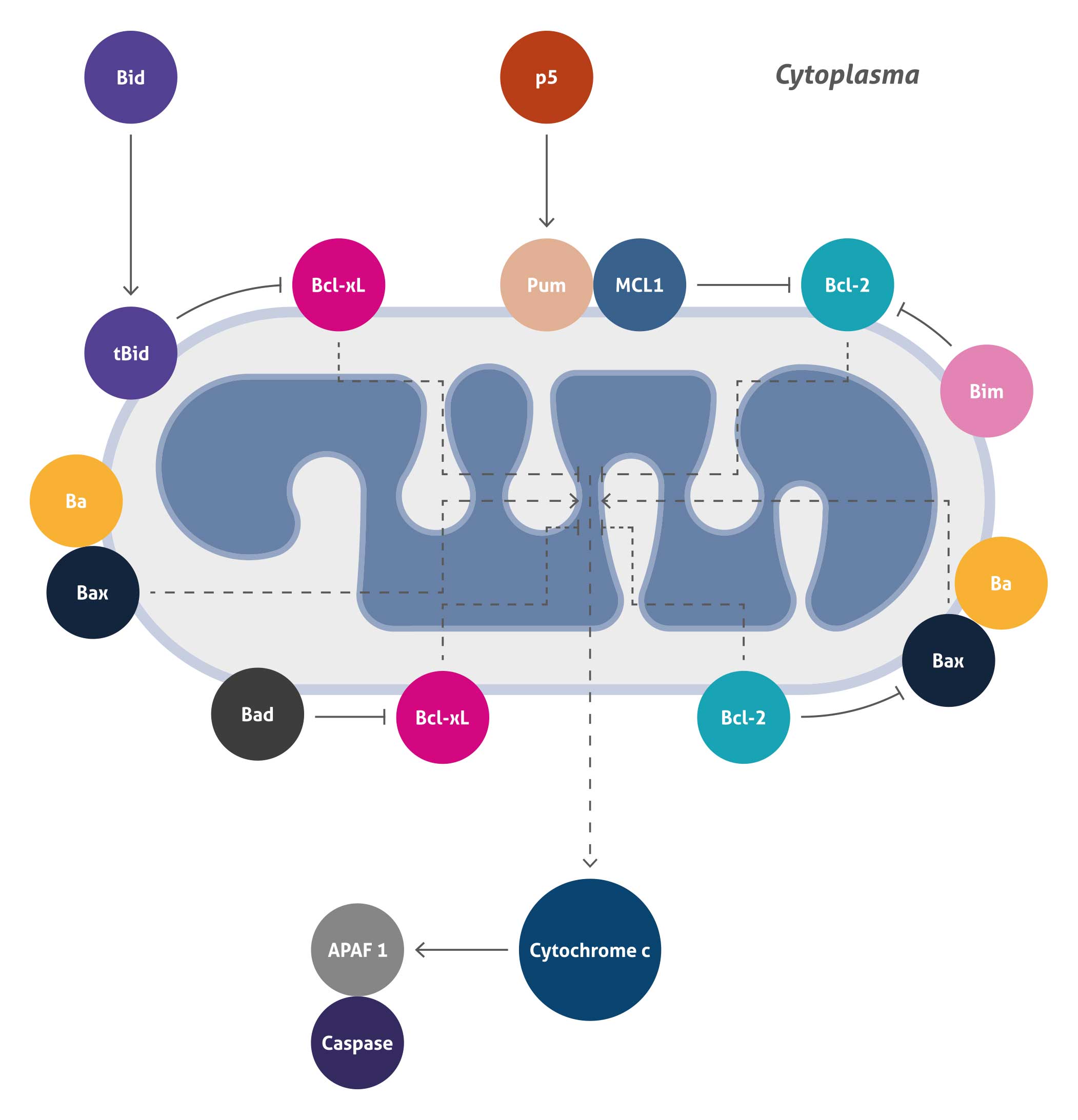 Mitochondria Center of Cellular Signaling and Energetic Balance