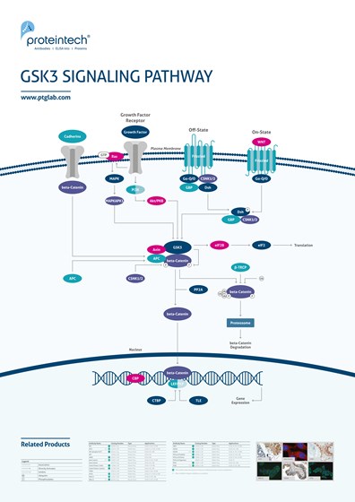 GSK3 Signaling Pathway