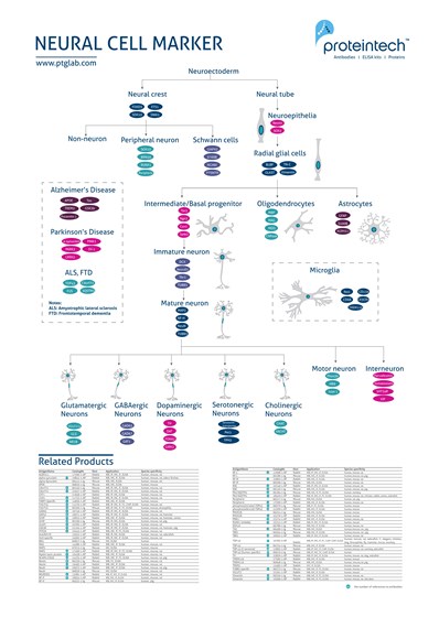 Neural cell marker