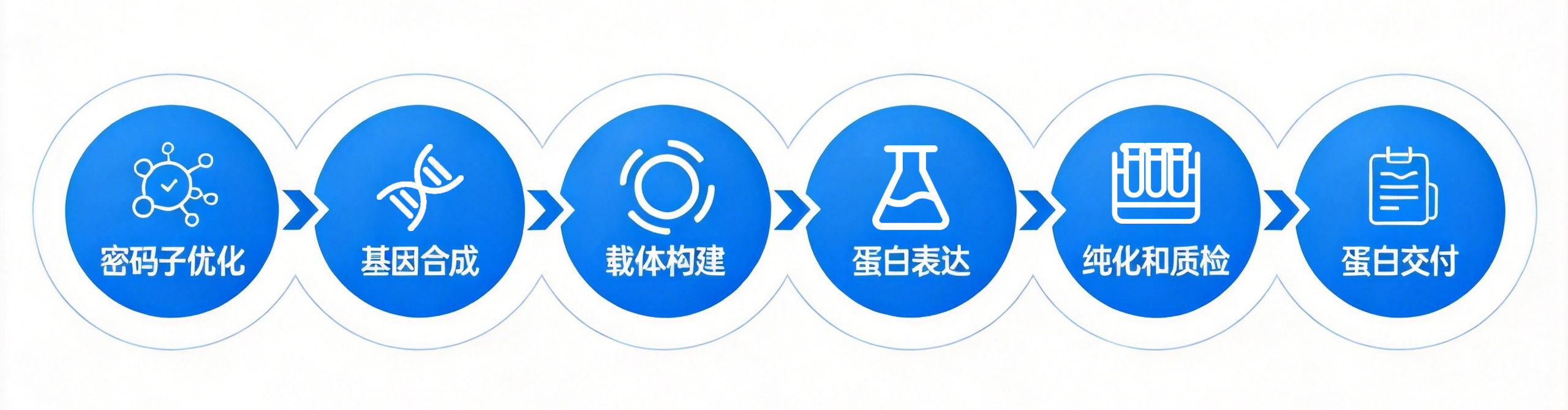 真核重组蛋白定制服务流程图