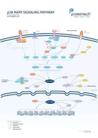 p38-MAPK Signaling