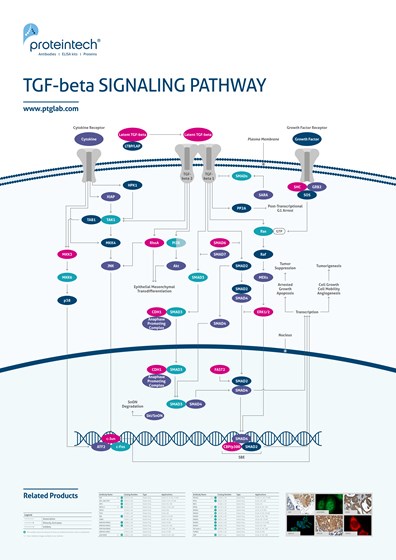 TGF-beta Signaling Pathway