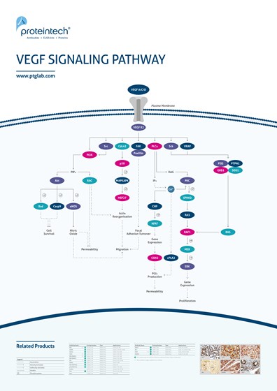 VEGF Signaling Pathway