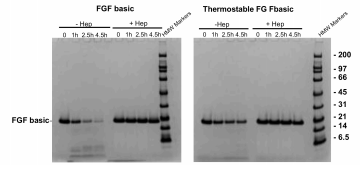 Trypsin digestion of FGF basic and FGFbasic-TS
