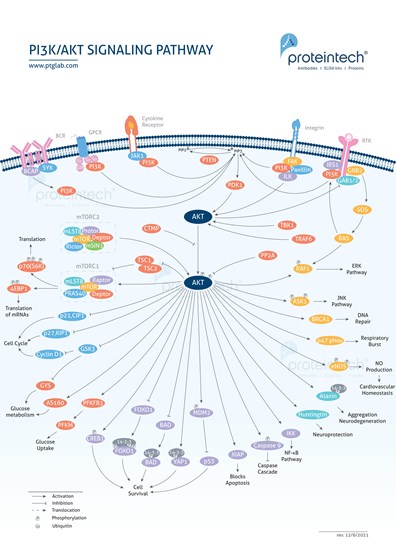PI3K/AKT Signaling Pathway