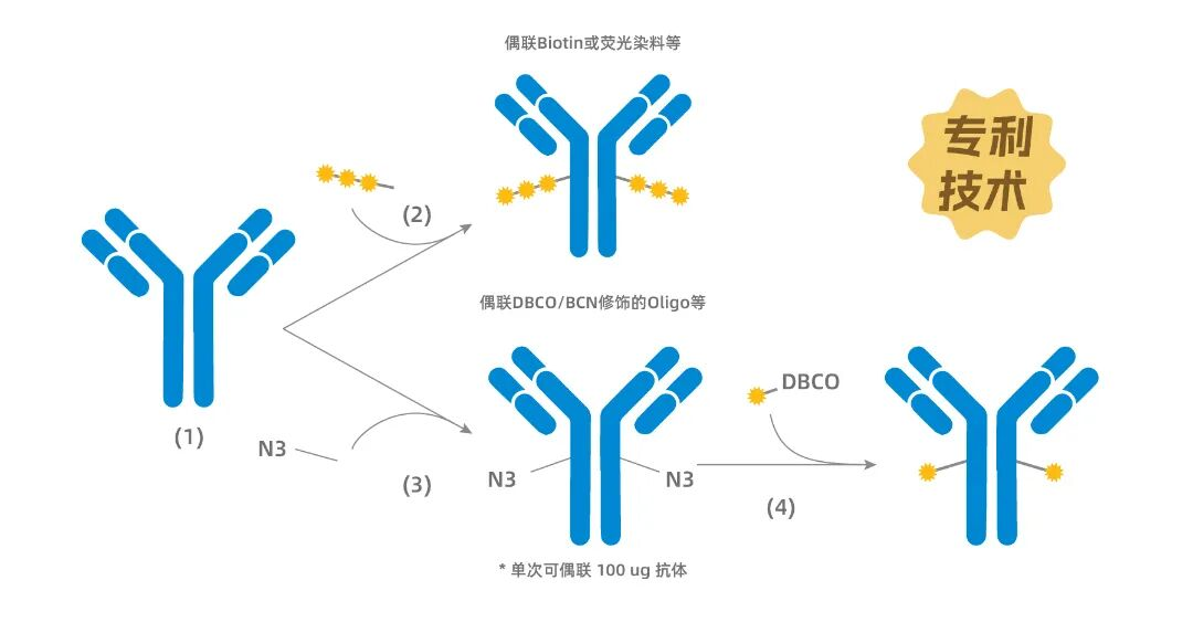 ZymeBright 偶联流程