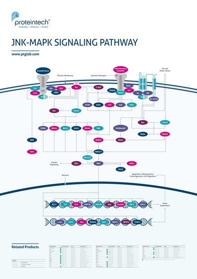 JNK-MAPK Signaling Pathway