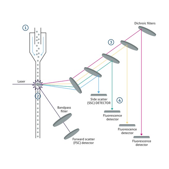 Flow cytometry introduction