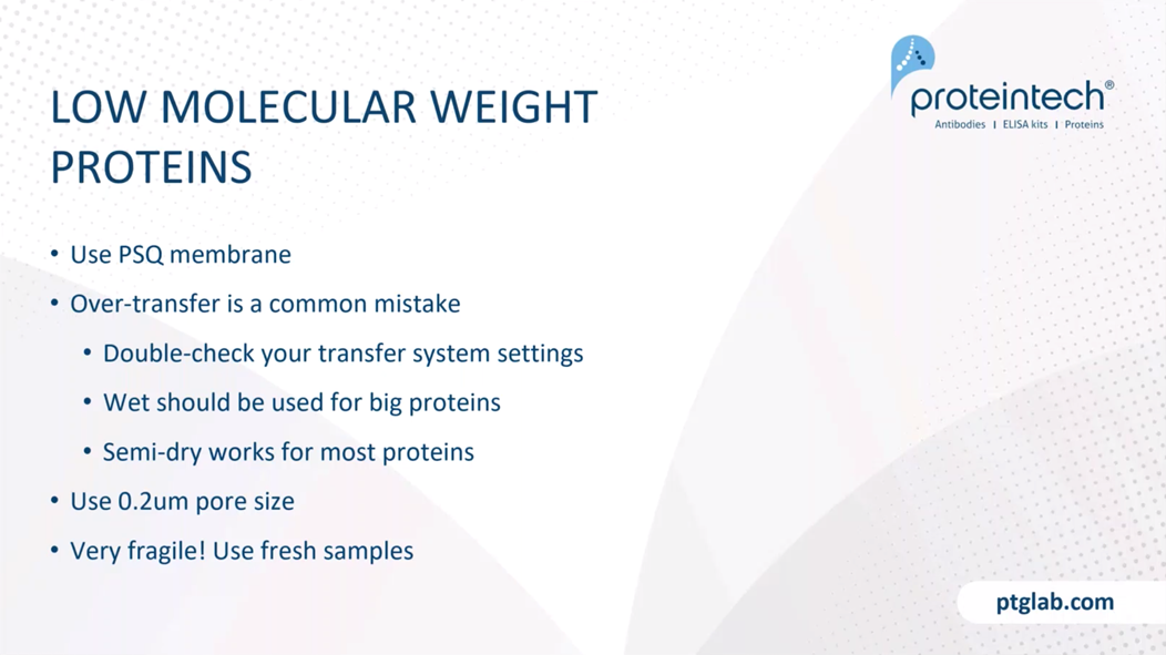 Dealing with small molecular weight proteins for western blotting
