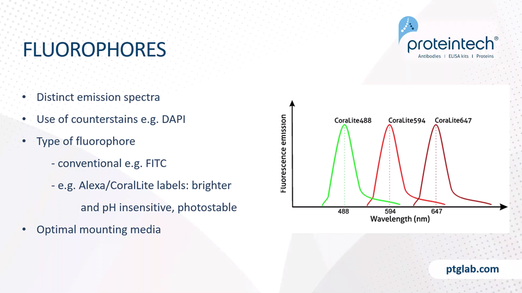 When designing your staining strategy, it is really important to consider your fluorophores