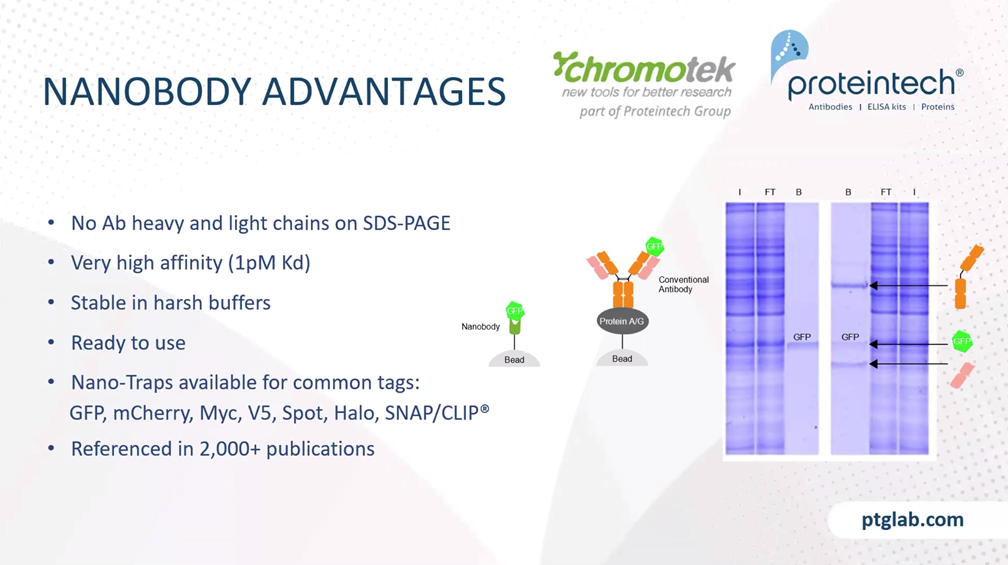 the advantages of using ChromoTek nanobody for Immunoprecipitation experiments