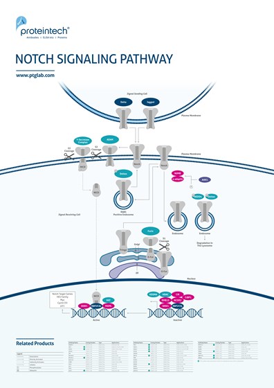 NOTCH Signaling Pathway