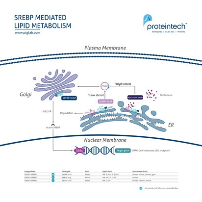 SREBP Mediated Lipid Metabolism