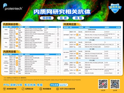 内质网相关抗体海报