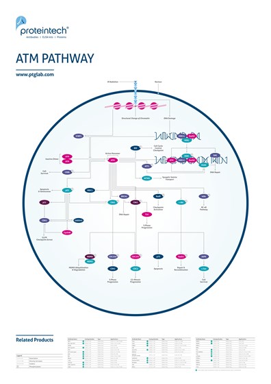 ATM Pathway