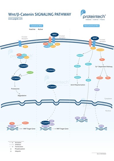 Wnt Signaling Pathway