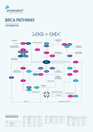 BRCA Pathway