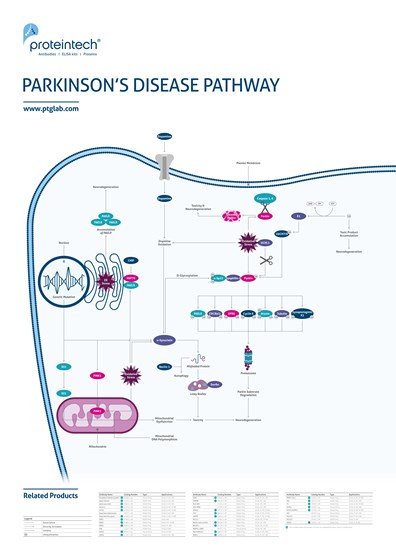 Parkinson's Disease Pathway