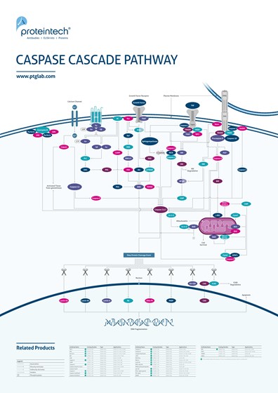 Caspase Cascade Pathway