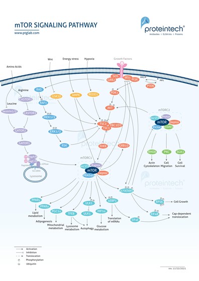 mTOR Signaling Pathway