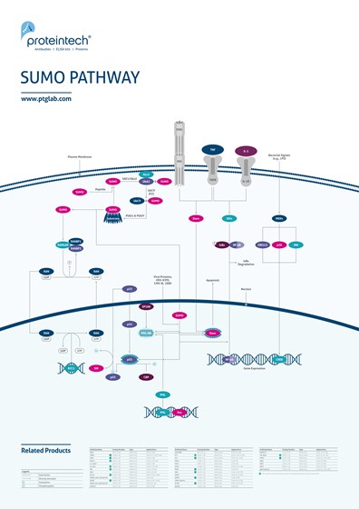SUMO Pathway